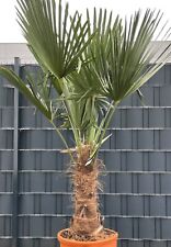 Chinesische hanfpalme palme gebraucht kaufen  Halle