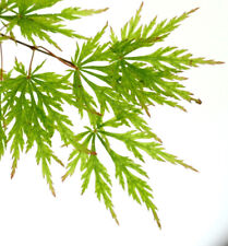 Acer palmatum dissectum usato  Napoli