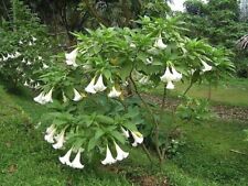 Used, Brugmansia suaveolens white 30 seeds for sale  Shipping to South Africa