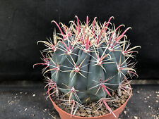 Ferocactus gracilis vivaio usato  Massafra