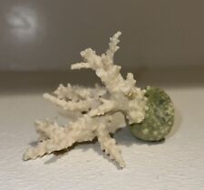 Real coral skeleton for sale  Tucson