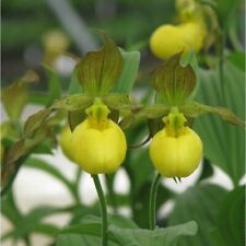 Pot cypripedium pubescens for sale  Shipping to Ireland