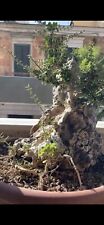 Olivastro bonsai olea usato  Italia