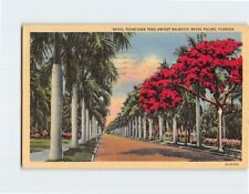 Usado, Cartão postal Royal Poinciana Tree Amidst Majestic Royal Palms Flórida EUA comprar usado  Enviando para Brazil