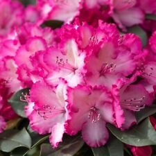 Rhododendron xxl half for sale  IPSWICH