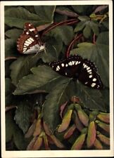 Artist Postcard Nymphalidae, Limenitis rivularis Scop., Blue Icebird - 10282472 for sale  Shipping to South Africa