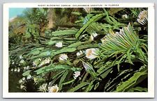 Night Blooming Cereus Hylocereus Undatus Florida Flowers Poem Vintage Postcard, used for sale  Shipping to South Africa