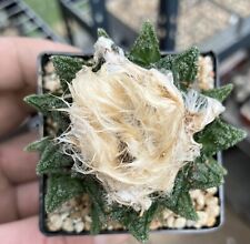 Ariocarpus hintonii root gebraucht kaufen  Storkow