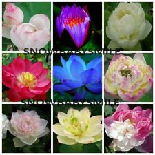 60Kinds Lotus Seeds Nelumbo Nucifera Aquatic Water Plant Pond Flowers Garden, used for sale  Shipping to South Africa