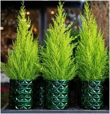 Dwarf conifer cupressus for sale  PRESTON