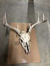 Whitetail deer antlers for sale  Salisbury