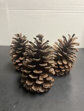 Lot pine cones for sale  Guilford