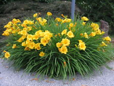 Stella oro daylily for sale  Center