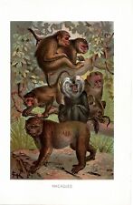 Stampa Antica 1905 = MACACO = Scimmie Primati = CROMOLITOGRAFIA Old Print, usado comprar usado  Enviando para Brazil
