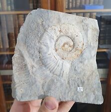 Ammonite crioceratites loryi d'occasion  Cournon-d'Auvergne