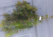 Hornwort ceratophyllum pond for sale  BUCKFASTLEIGH