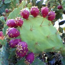 Grow fruit prickly for sale  ELY