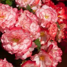 Begonia nonstop rose for sale  IPSWICH
