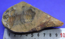Fossile empreinte trilobite d'occasion  Tence