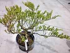 Pianta juniperus ginepro usato  Caravaggio