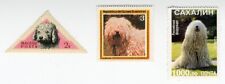 Komondor collection dog for sale  COLEFORD
