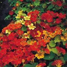 Thompson morgan nasturtium for sale  IPSWICH