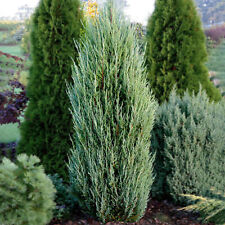 Juniperus blue arrow for sale  UK