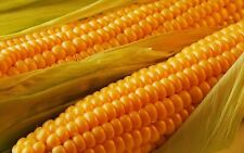 Corn seed golden for sale  Saint Peters