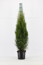 5st thuja smaragd gebraucht kaufen  Saterland