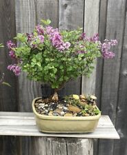 Lilac bonsai bloomerang for sale  Brentwood