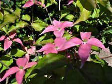 Cornus kousa scarlet gebraucht kaufen  Dillingen a.d.Donau