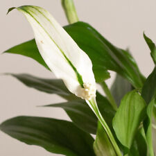 Pianta spathiphyllum pearl usato  Torre Canavese