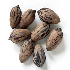 Northern sweet pecan for sale  Lincolnton