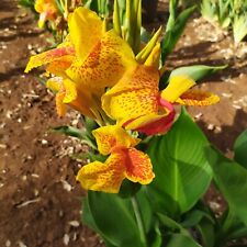 Canna indica cleopatra usato  Manduria