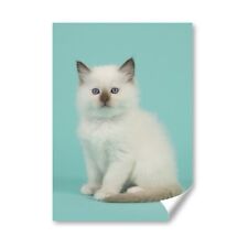 White baby ragdoll for sale  SELBY