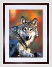Animal wolf lupine for sale  EDINBURGH