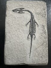 Reptile fossile keichousaurus d'occasion  Dijon