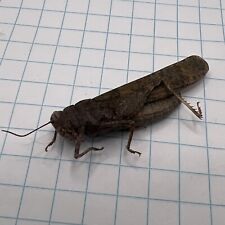 Orthoptera Acrididae?? ORT 010Collected Sk, Canada for sale  Shipping to South Africa