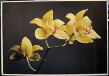 Postcard Flower Orchid Cymbidium - unposted for sale  Shipping to South Africa