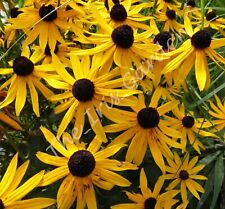 Fresh rudbeckia fulgida for sale  WELWYN GARDEN CITY