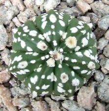 Astrophytum super kabuto for sale  EASTBOURNE