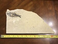 Fossil prehistoric fish for sale  Boerne