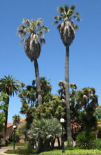 California fan palm for sale  Wadsworth