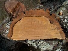 Holzrest kirschbaumholz rinde gebraucht kaufen  Ober-Mörlen