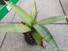 Agave marmorata gebraucht kaufen  Altenfurt,-Fischbach