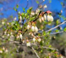 Elliott blueberry 100 for sale  Chipley