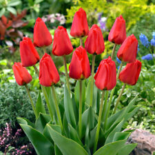 Tulip apeldoorn approx for sale  LLANDYSUL