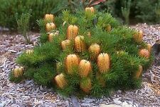 BIRTHDAY CANDLES SEEDS BANKSIA SPINULOSA COMPACT FLOWERING NATIVE SHRUB HARDY for sale  Shipping to South Africa