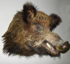 Wildschweinkopf trägerpräpar gebraucht kaufen  Radevormwald