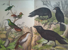 Ornithology crows crow d'occasion  Saint-Cyprien